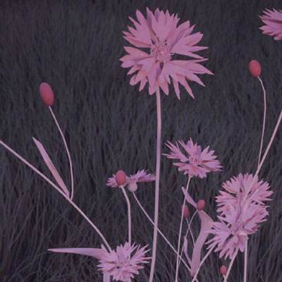 欧洲杯进球猜一猜